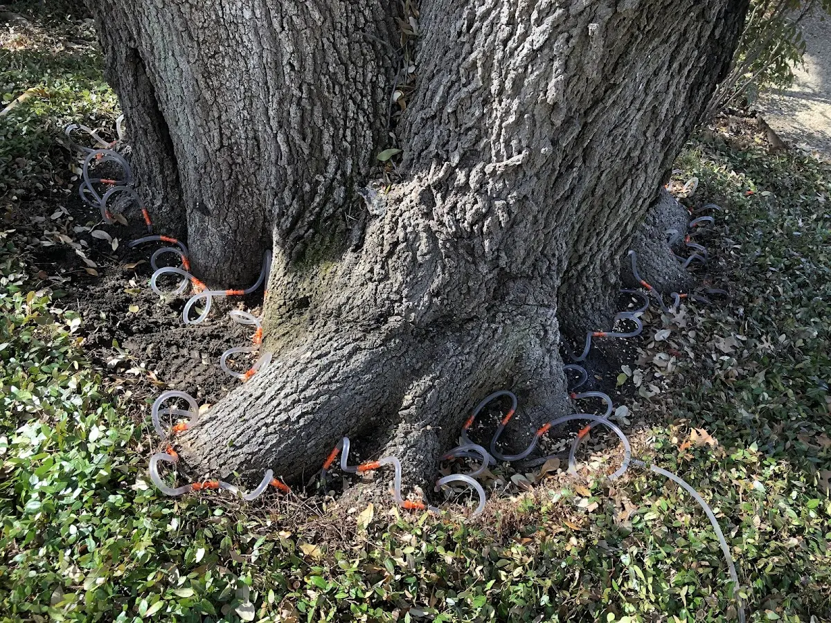 Detailed Tree Cabling and Bracing job site in Somes Bar