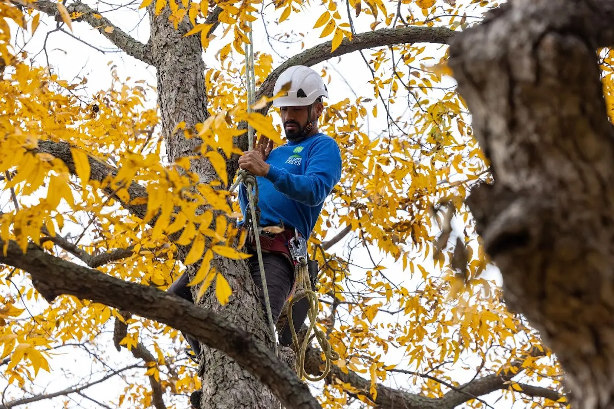 Skilled Tree Trimming crew working in Somes Bar